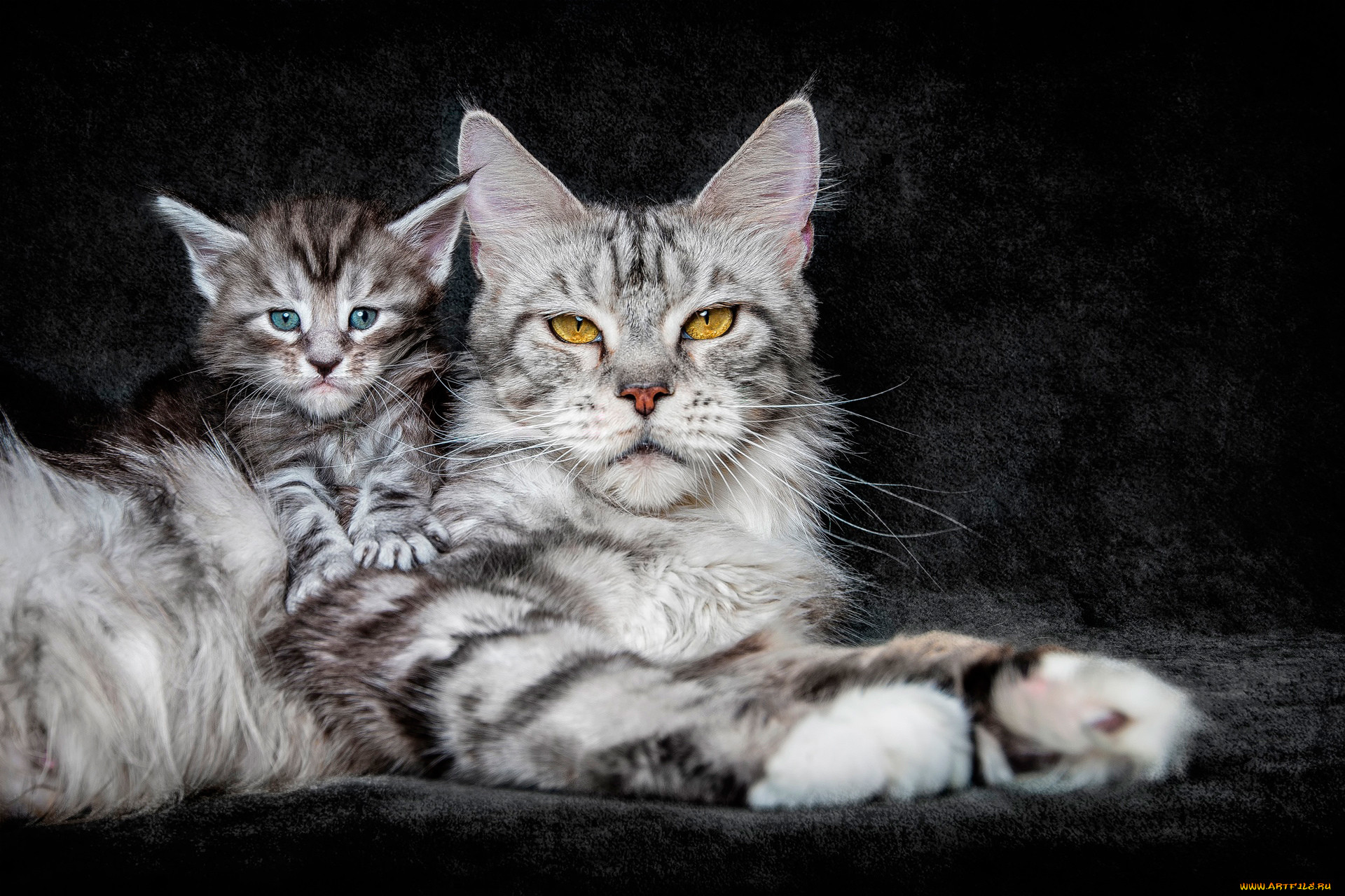 , , , , maine, coon, 